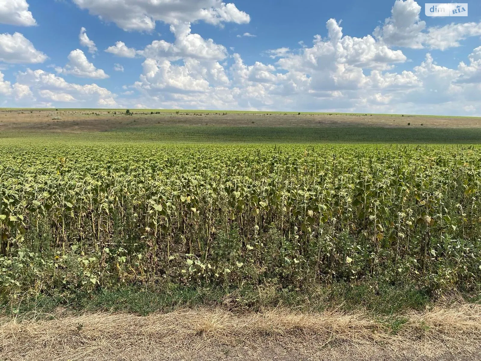 Сдается в аренду земельный участок 2 соток в Одесской области, цена: 2239 грн - фото 1