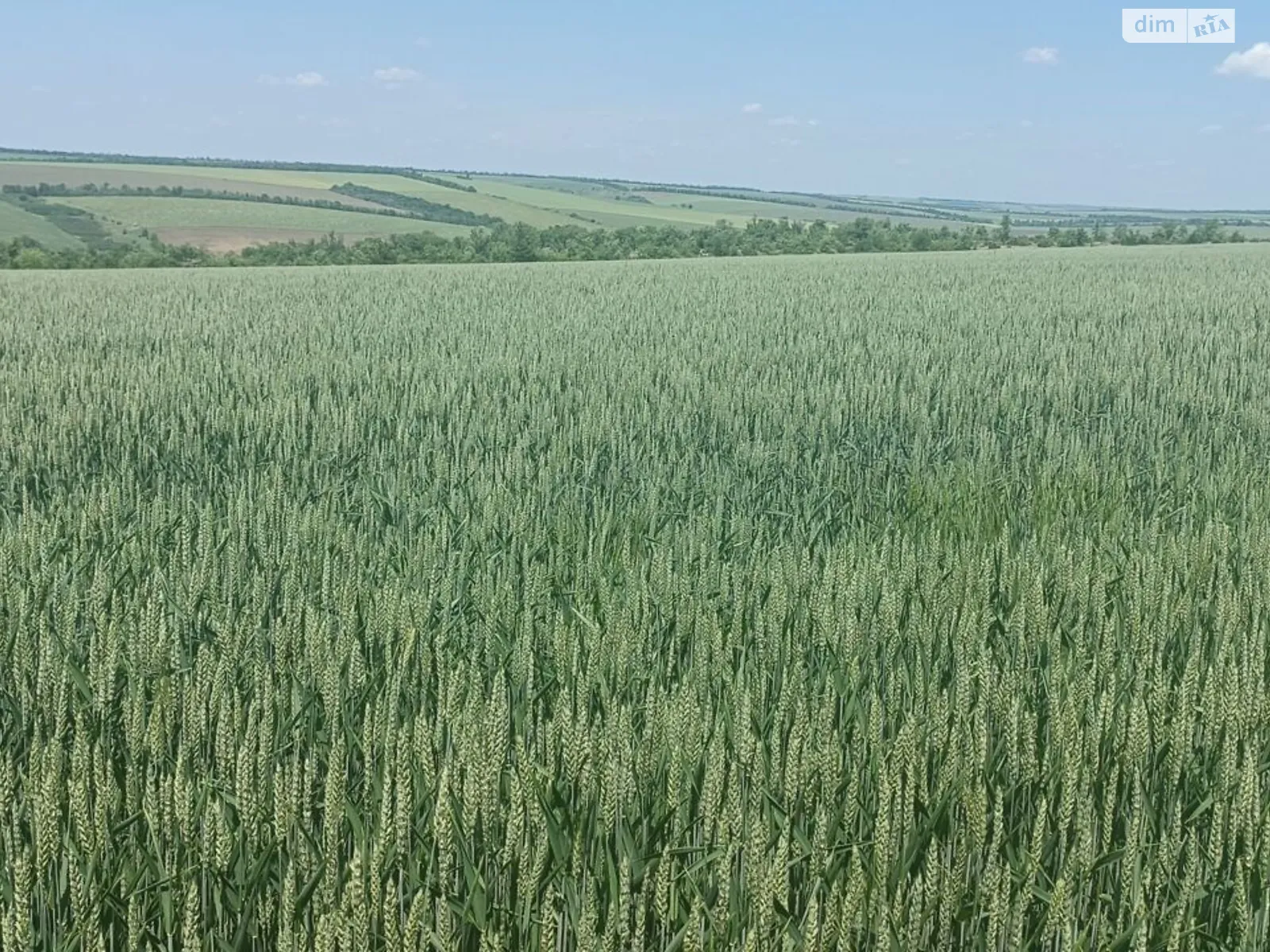 Сдается в аренду земельный участок 19.9939 соток в Одесской области, цена: 73462 грн - фото 1