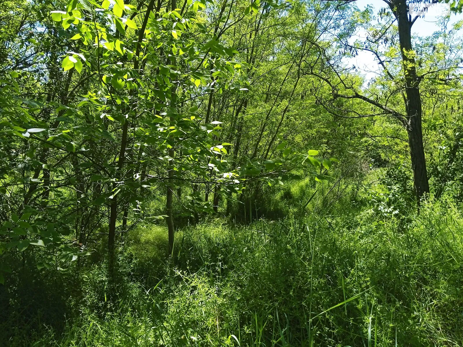 Сдается в аренду земельный участок 0.3 соток в области, цена: 290412 грн - фото 1