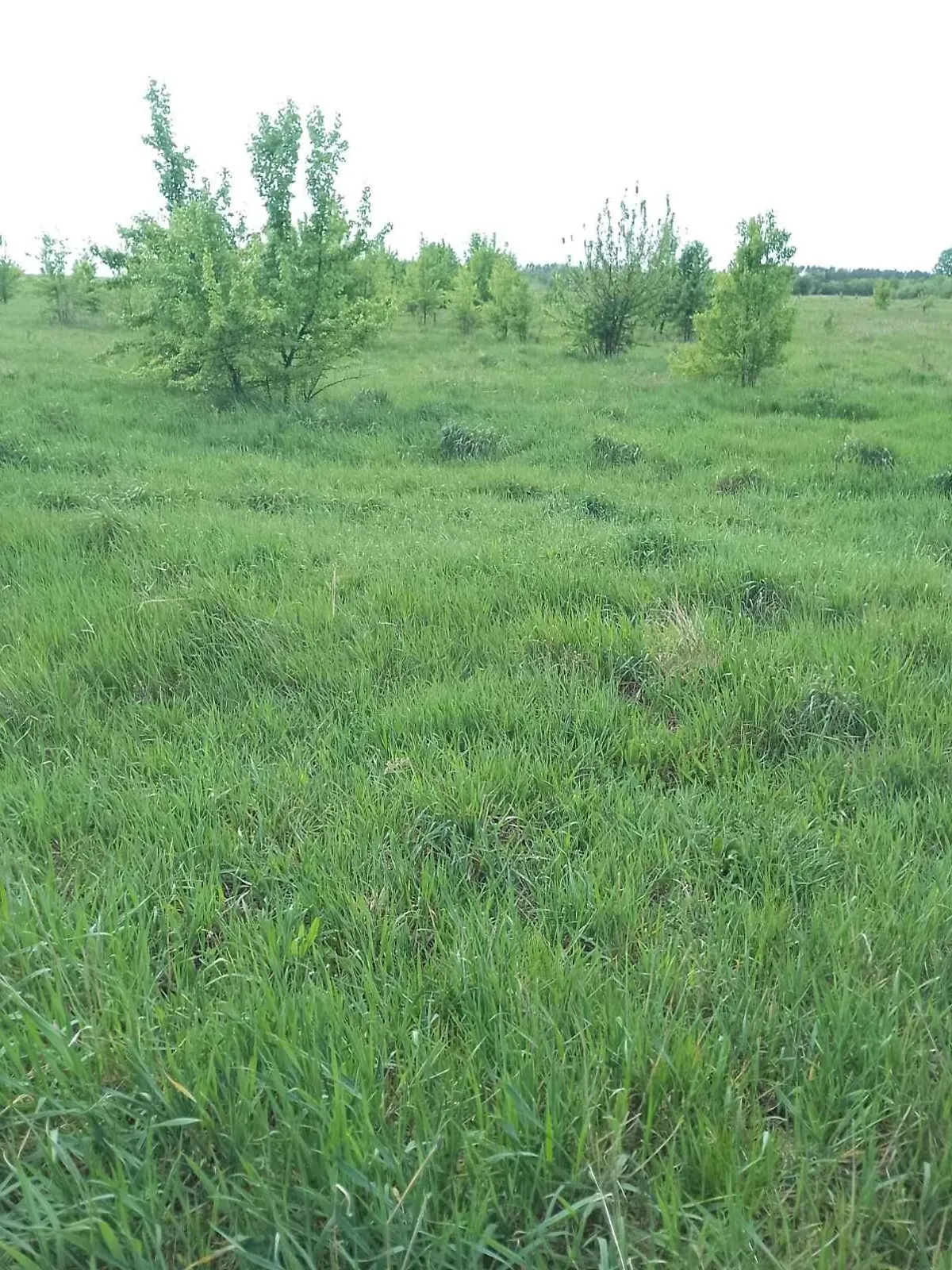 Здається в оренду земельна ділянка 3.145 соток у  області, цена: 7130 грн - фото 1