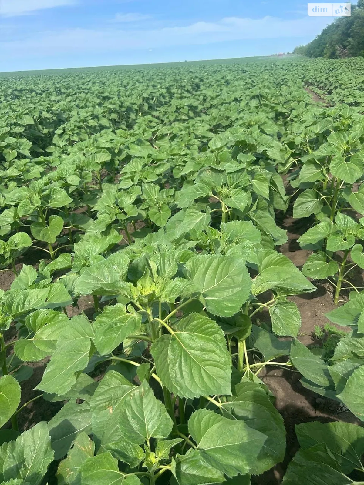 Продается земельный участок 5.3596 соток в Днепропетровской области, цена: 483505 грн - фото 1