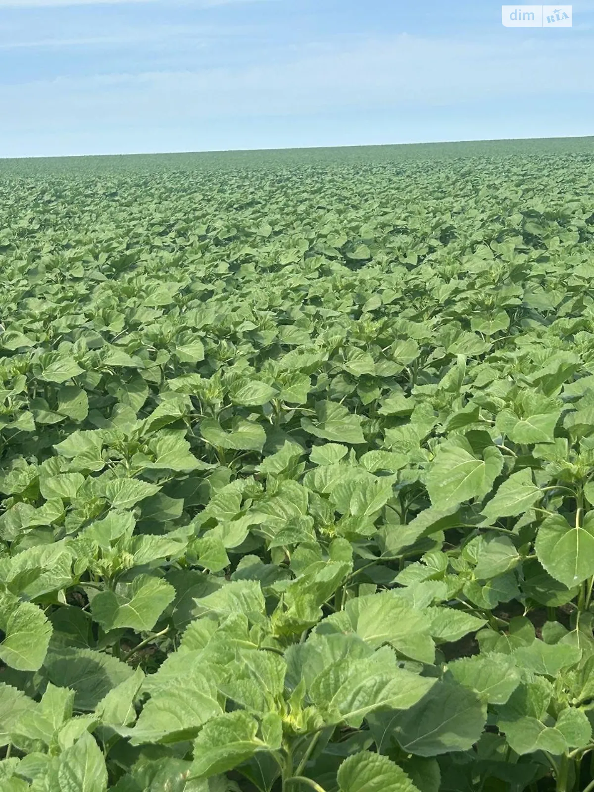 Продается земельный участок 5.9342 соток в Днепропетровской области, цена: 535342 грн - фото 1