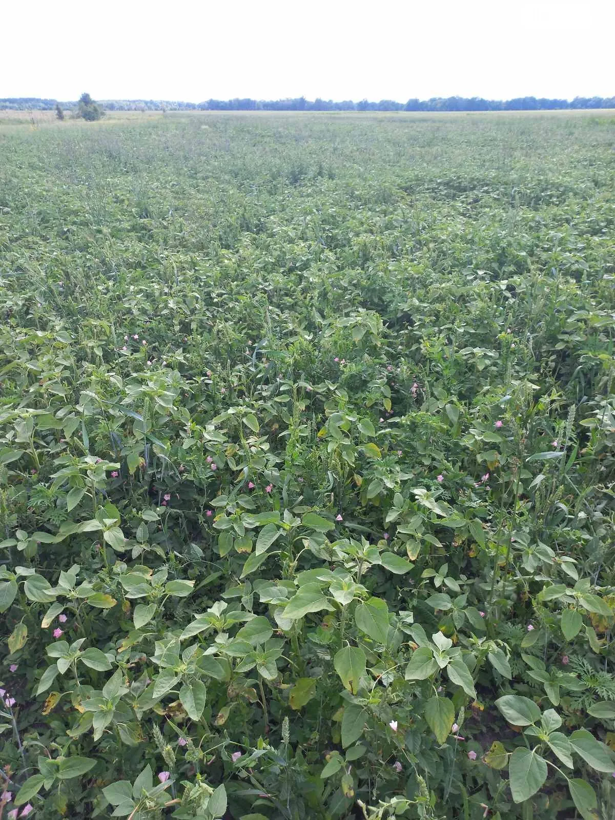 Здається в оренду земельна ділянка 2 соток у області, цена: 1092 грн - фото 1