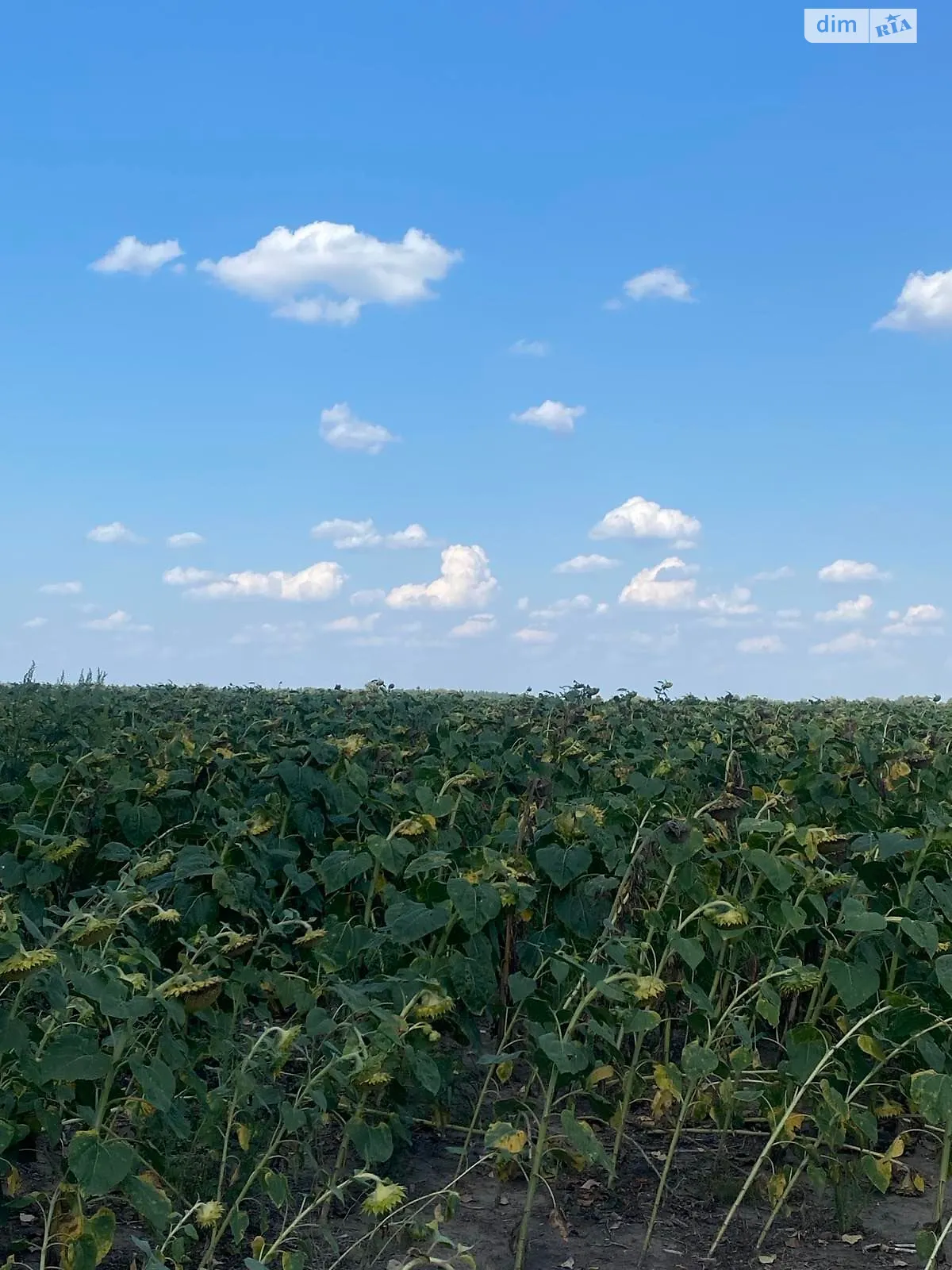 Мацківці, цена: 7007 грн - фото 1