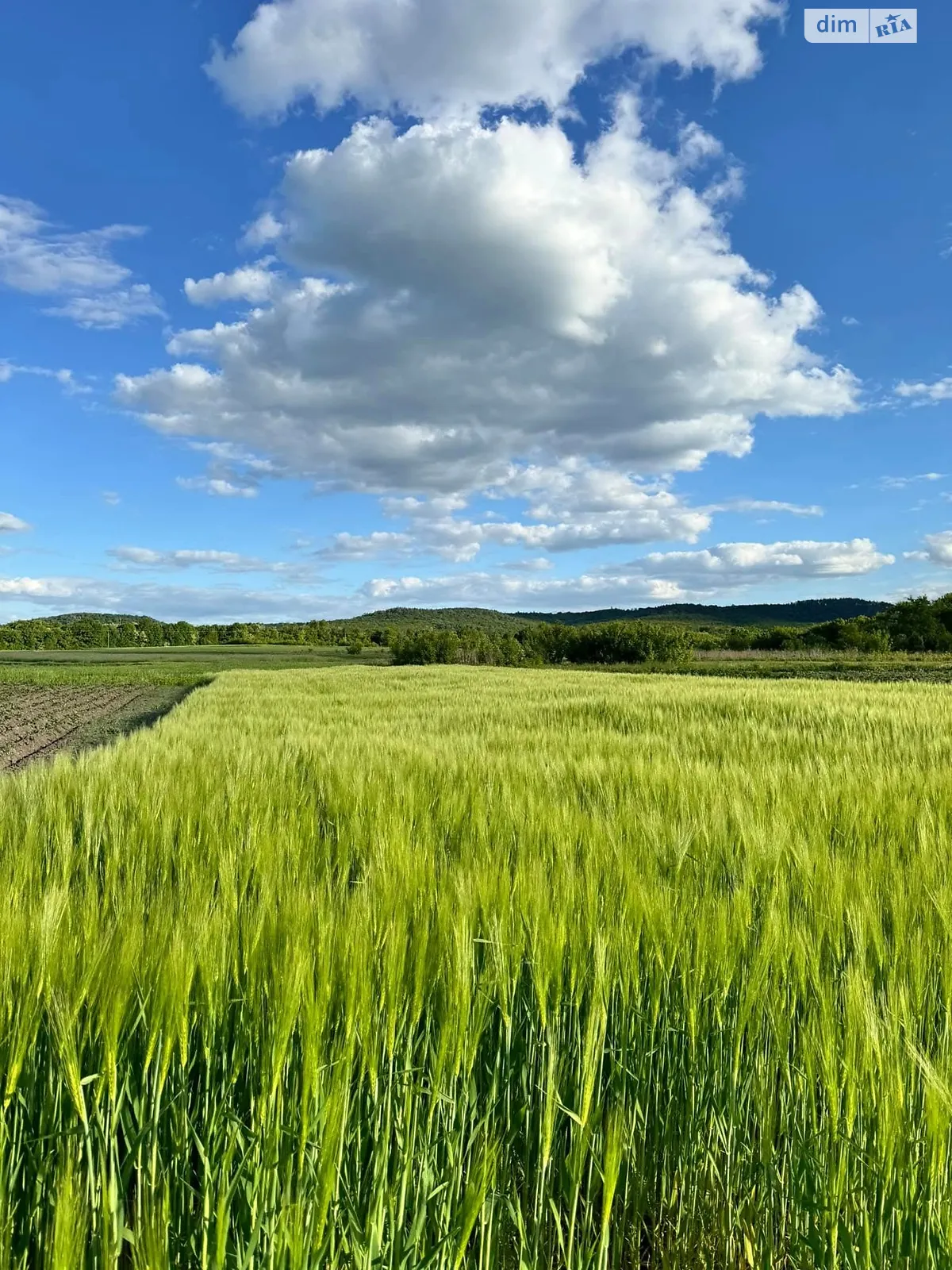 Продається земельна ділянка 8.1 соток у Тернопільській області, цена: 8000 $ - фото 1