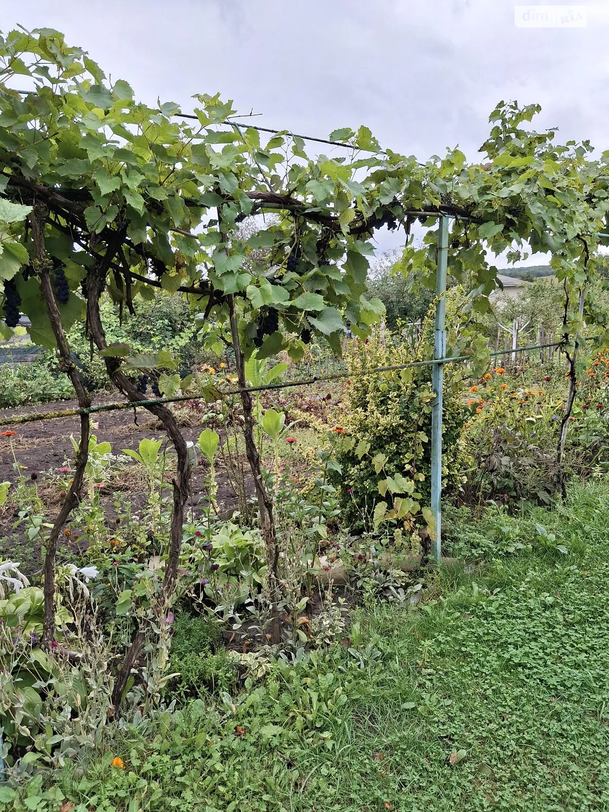 Продается земельный участок 6 соток в Тернопольской области, цена: 7000 $ - фото 1