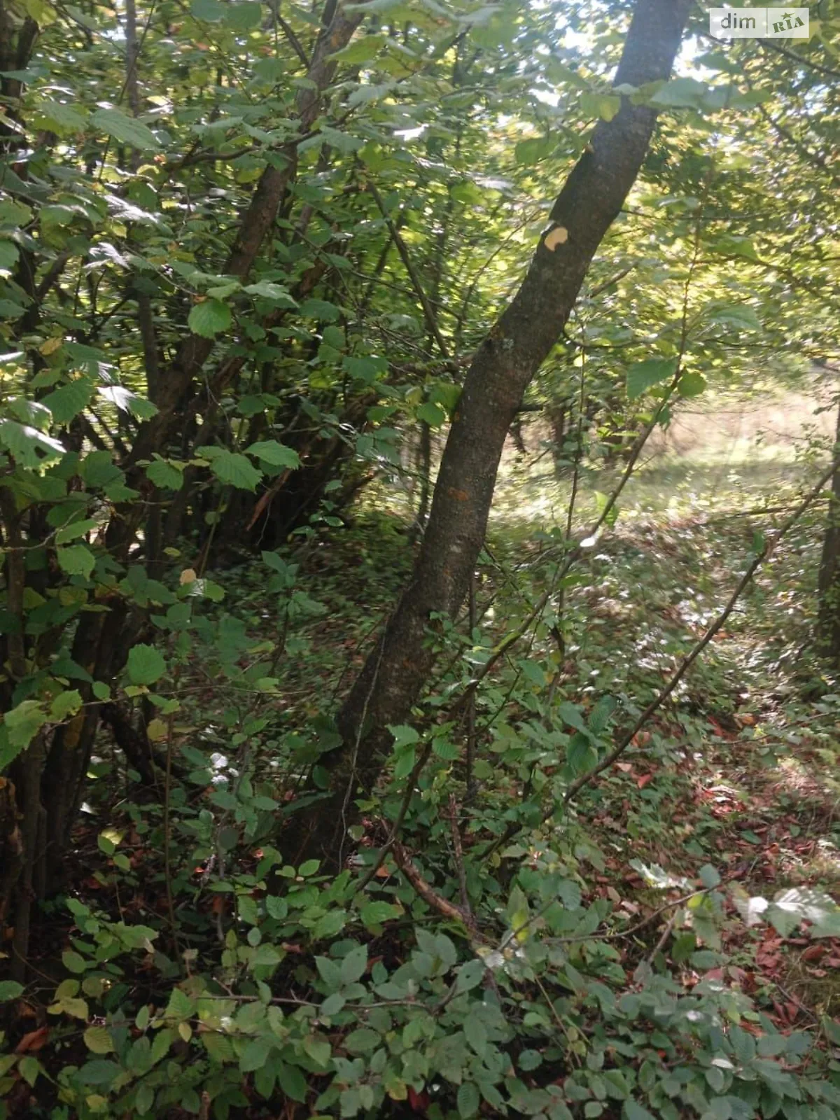 Здається в оренду земельна ділянка 3.4749 соток у Чернівецькій області, цена: 22576 грн - фото 1