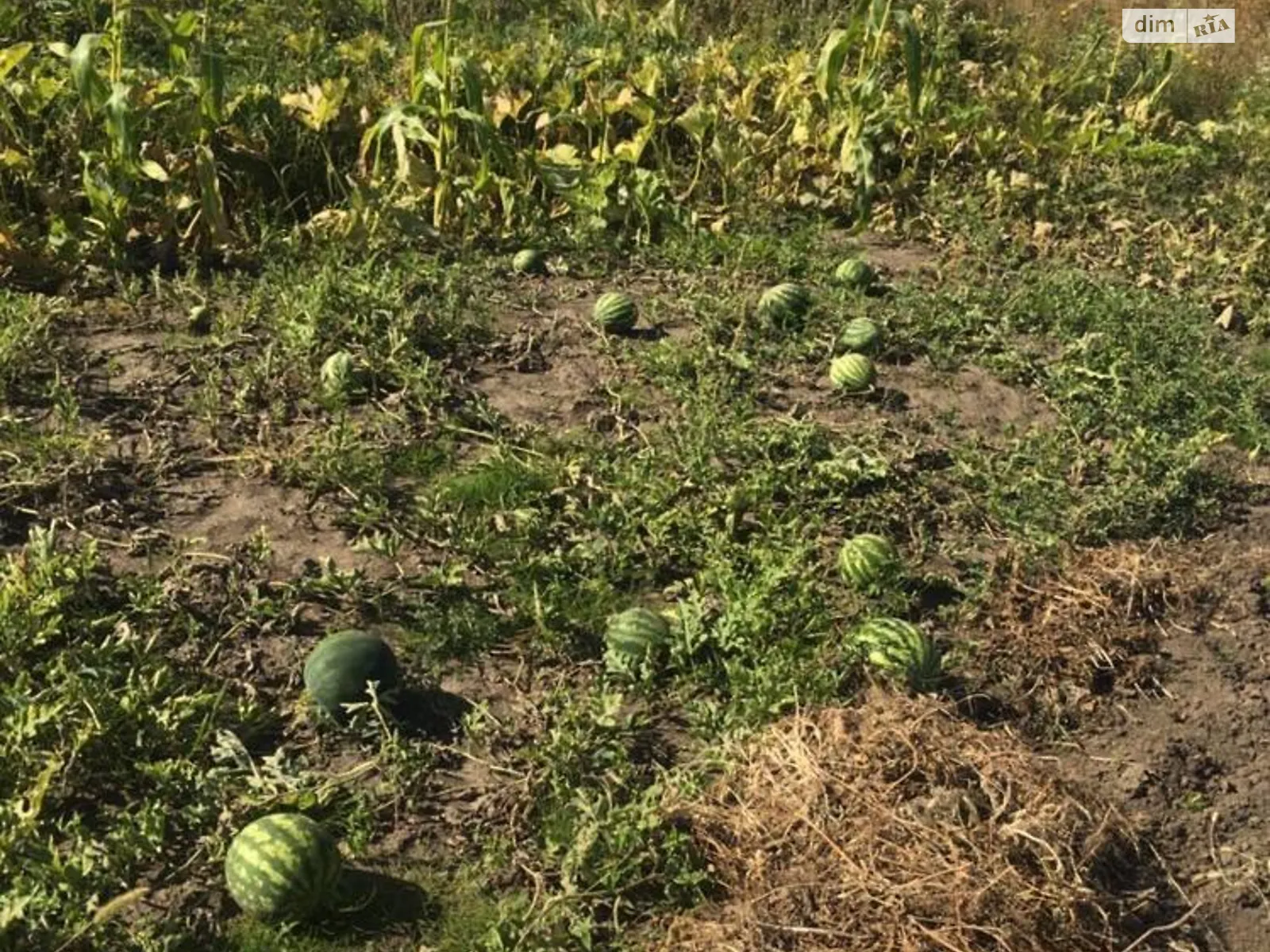 Продається земельна ділянка 8 соток у Хмельницькій області, цена: 1800 $ - фото 1