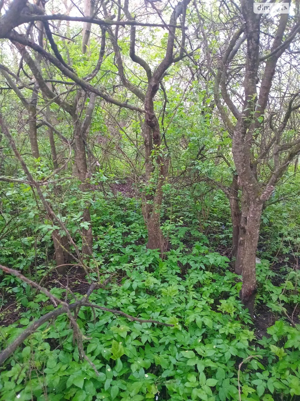 Продается земельный участок 14 соток в Тернопольской области, цена: 3000 $ - фото 1