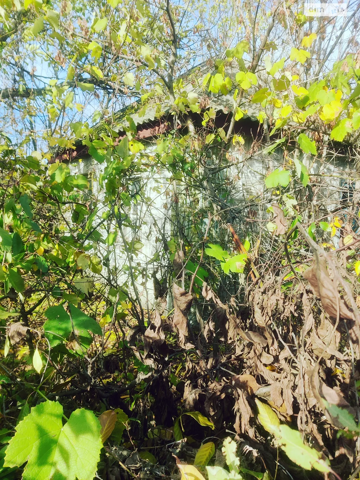 Продается земельный участок 60 соток в Кировоградской области, цена: 50000 грн - фото 1