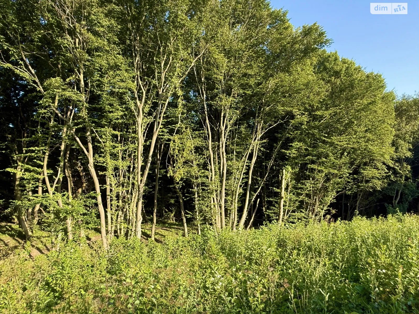 Продается земельный участок 10 соток в Хмельницкой области, цена: 38000 $ - фото 1