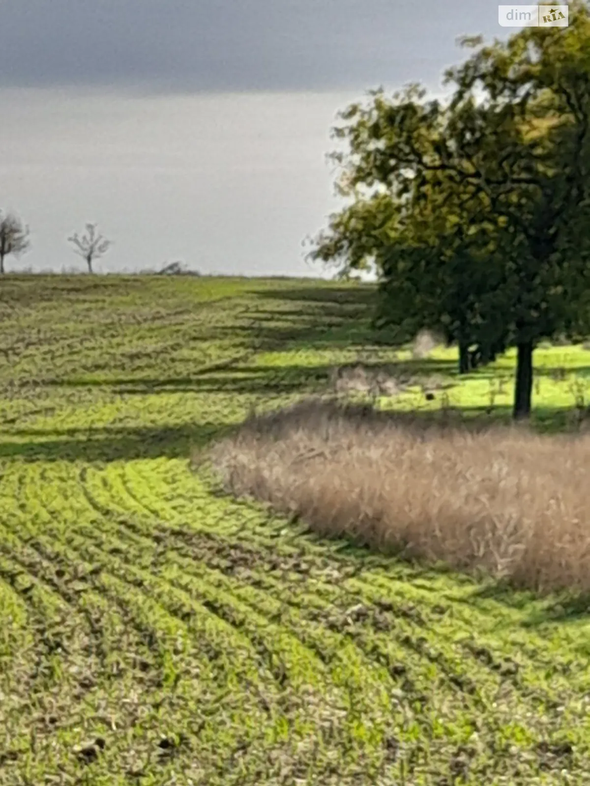 Здається в оренду земельна ділянка 18.3312 соток у Одеській області, цена: 67554 грн - фото 1