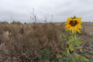 Продажа участка под жилую застройку, Киевская, Андреевка (Макаров), Независимости улица