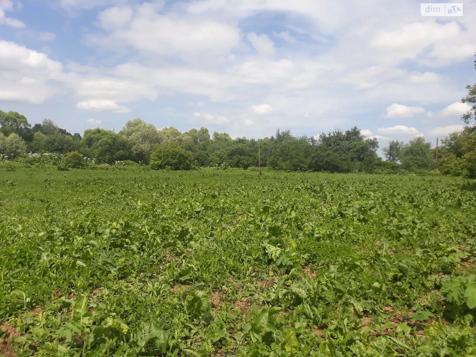 Старые Богородчаны, цена: 1158 грн - фото 1