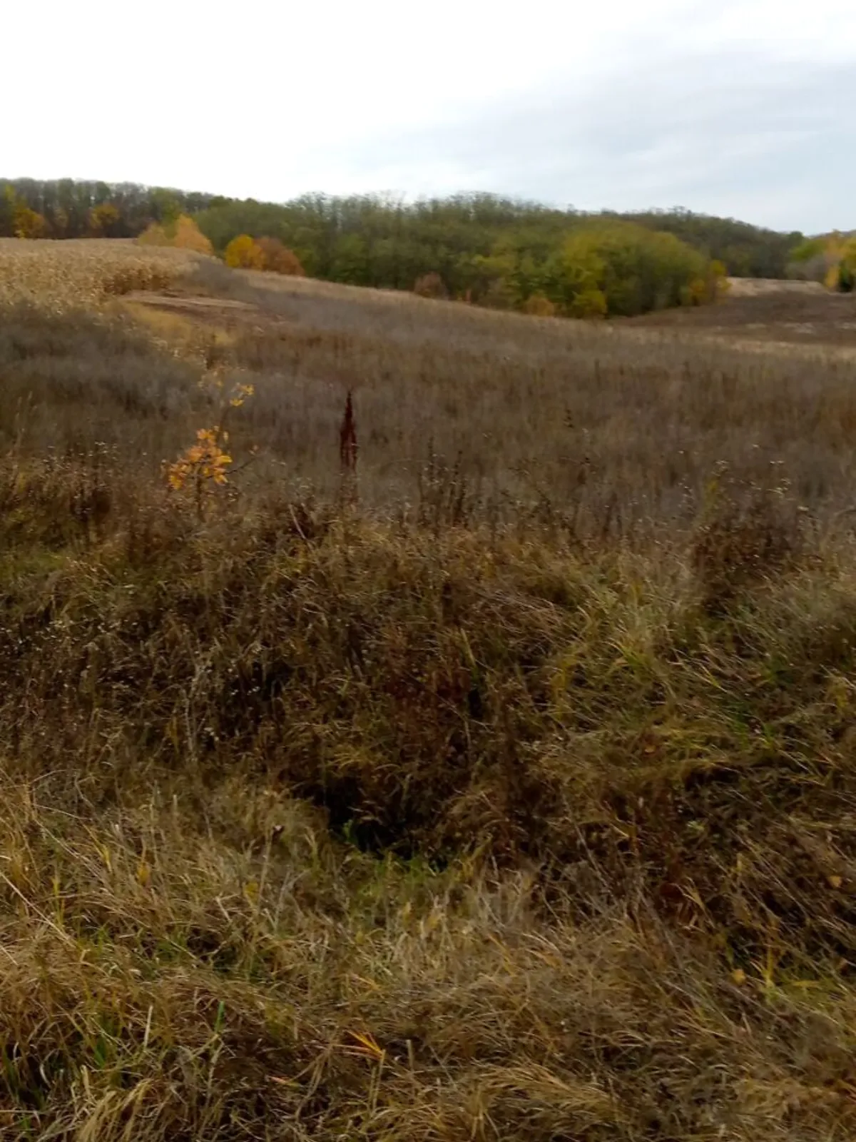 Лубенцы, цена: 10457 грн - фото 1