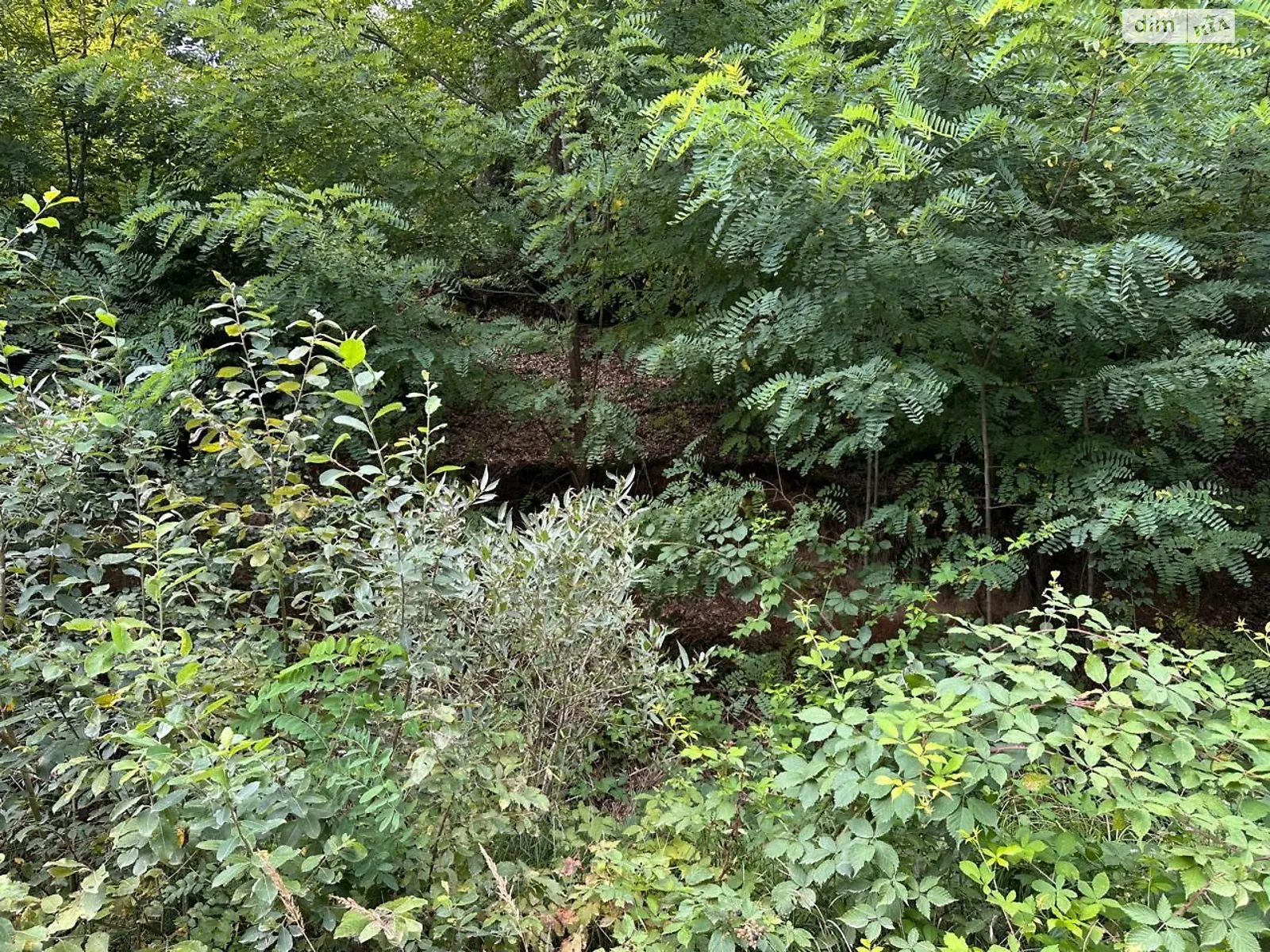 Поляна (Свалява), цена: 53 грн - фото 1