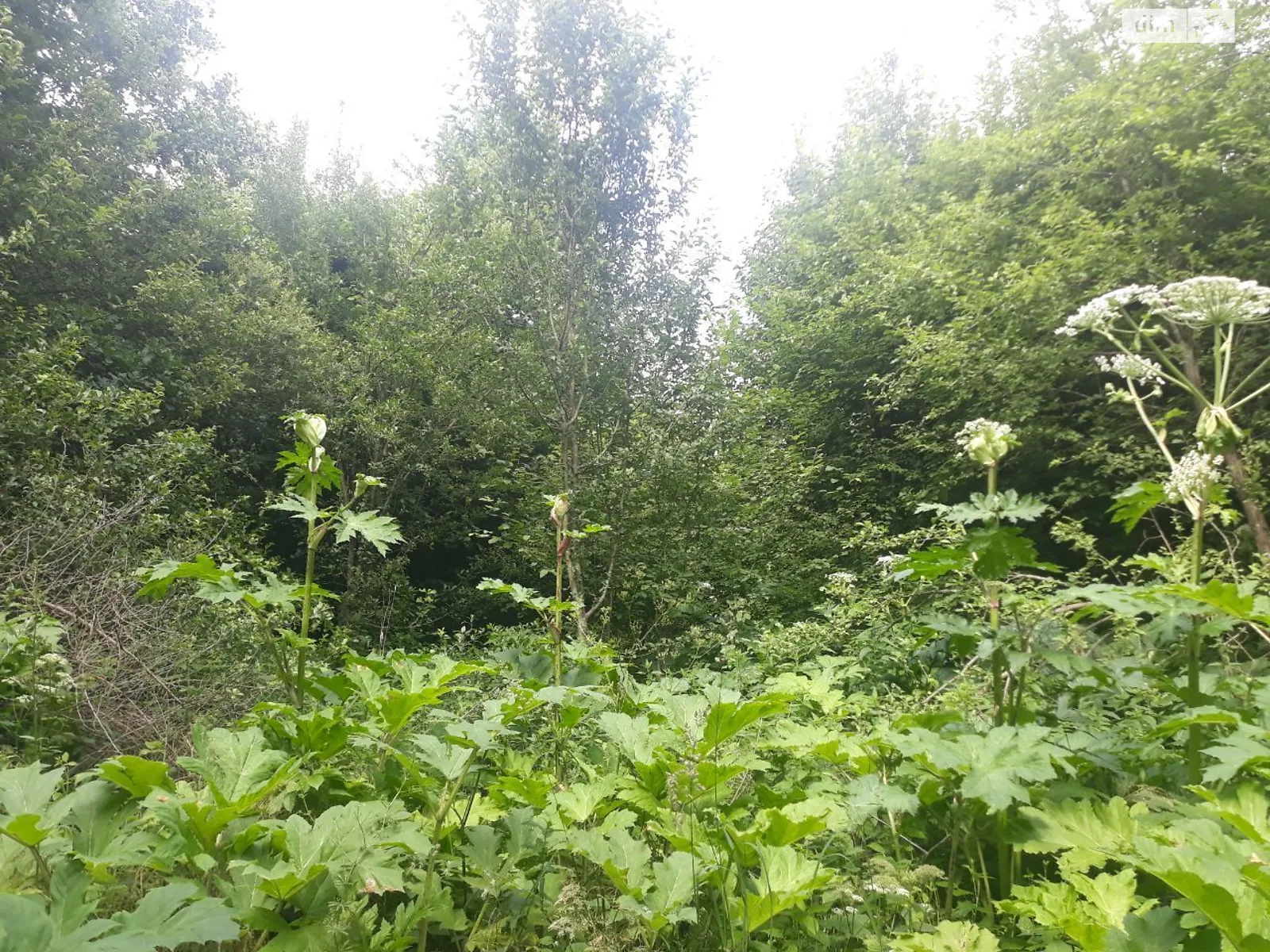 Сдается в аренду земельный участок 1.2354 соток в Ивано-Франковской области, цена: 1718 грн - фото 1