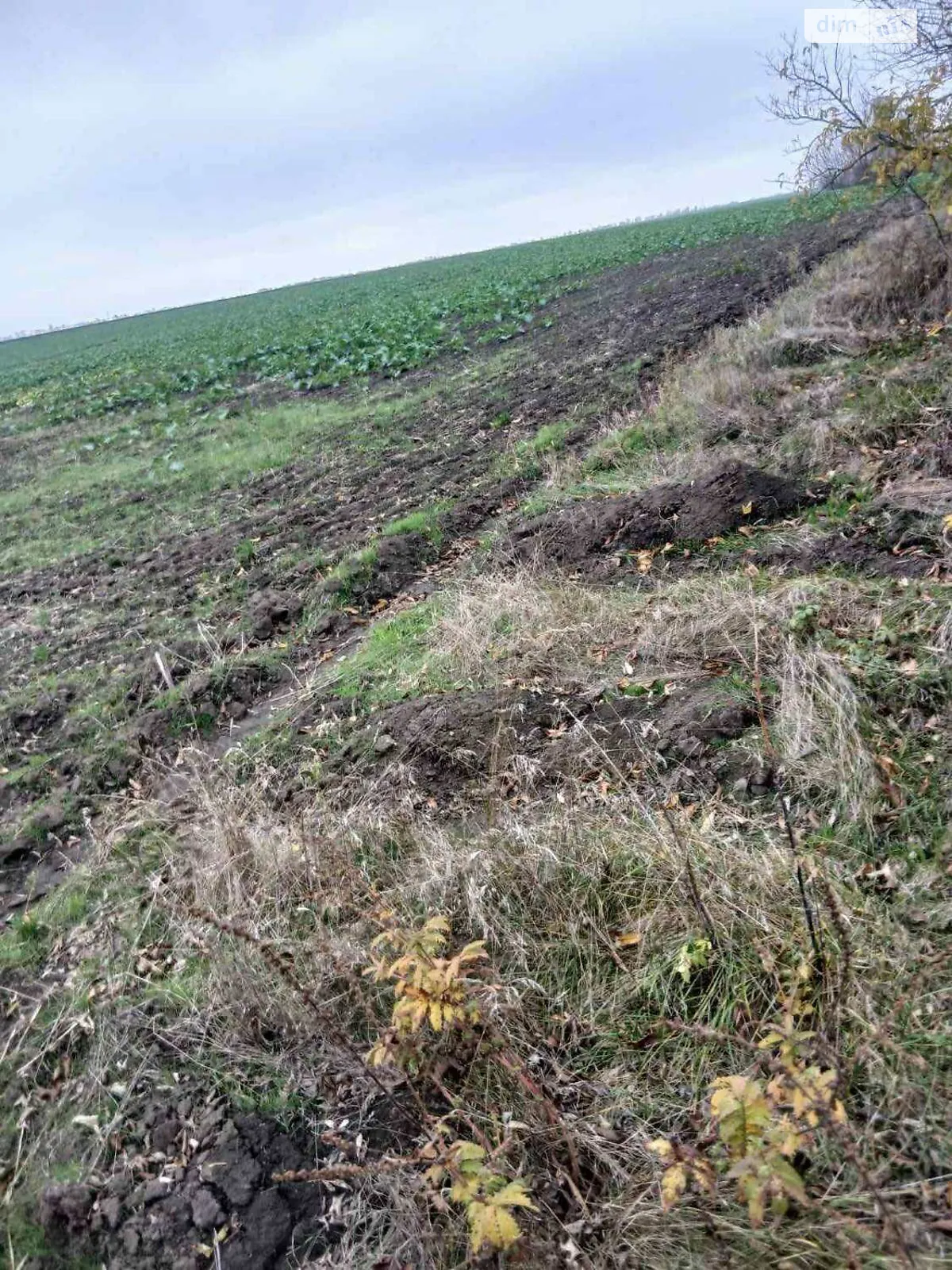 Сдается в аренду земельный участок 1.8231 соток в Киевской области, цена: 9128 грн - фото 1