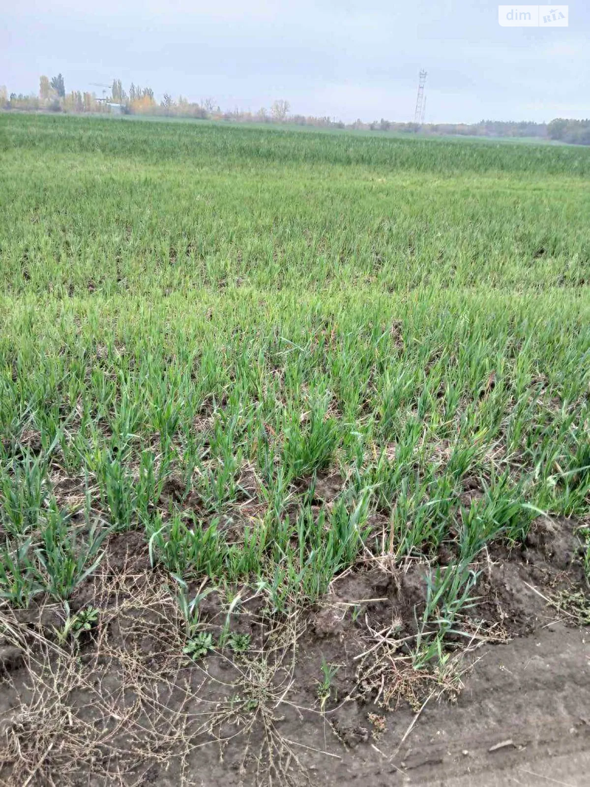 Сдается в аренду земельный участок 1.1883 соток в Киевской области, цена: 4457 грн - фото 1