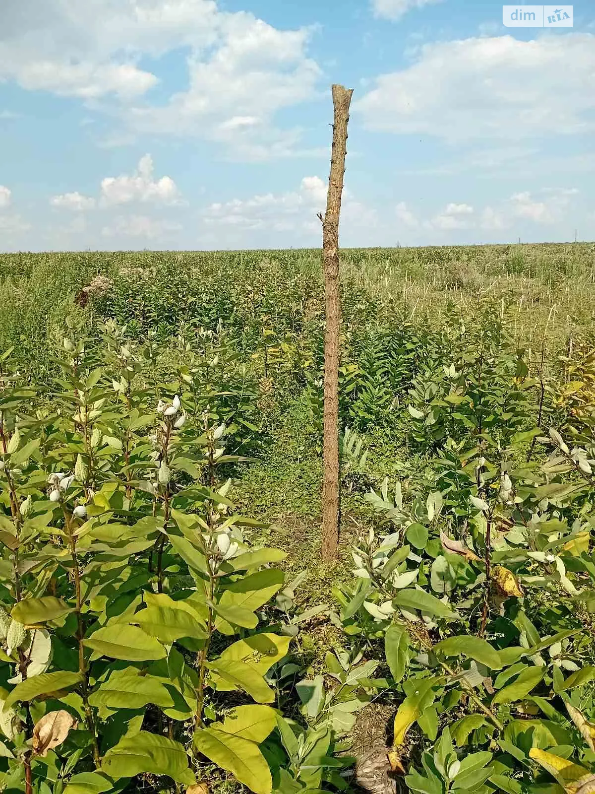 Сдается в аренду земельный участок 15.2316 соток в  области, цена: 72995 грн - фото 1