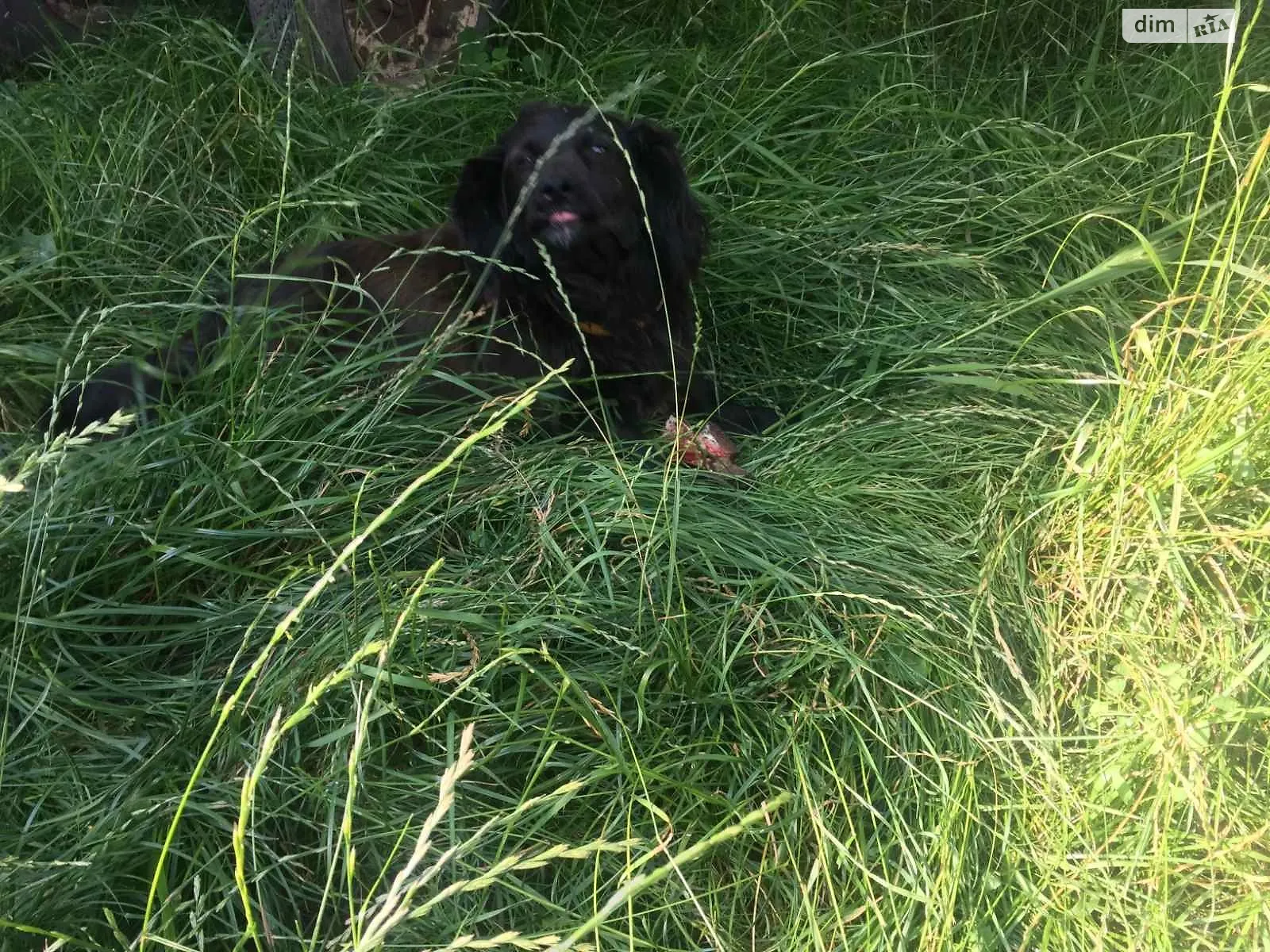 Продается земельный участок 18 соток в Винницкой области, цена: 5000 $ - фото 1