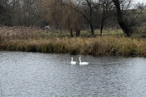 Продажа участка под жилую застройку, Винницкая, Сосонка, Остапа Вишни улица