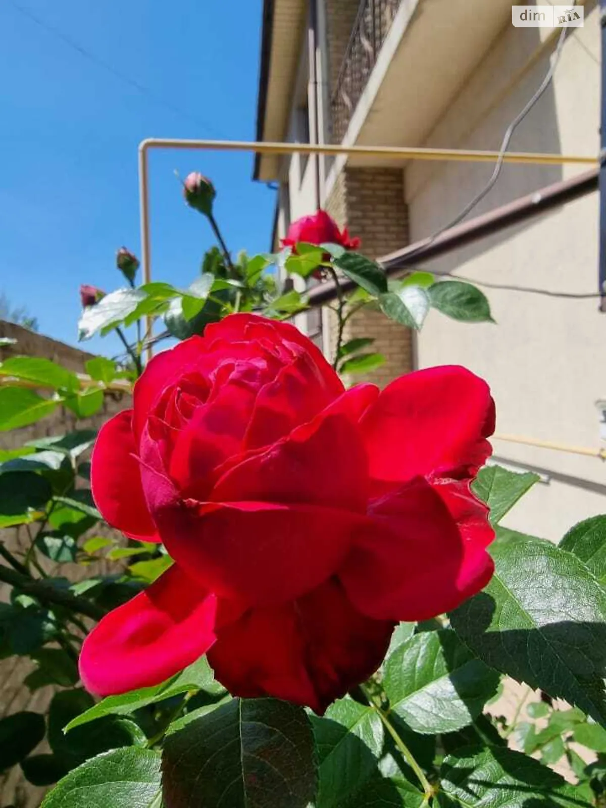 Здається в оренду 1-кімнатна квартира 30 кв. м у Дніпрі, вул. Котляревського - фото 1