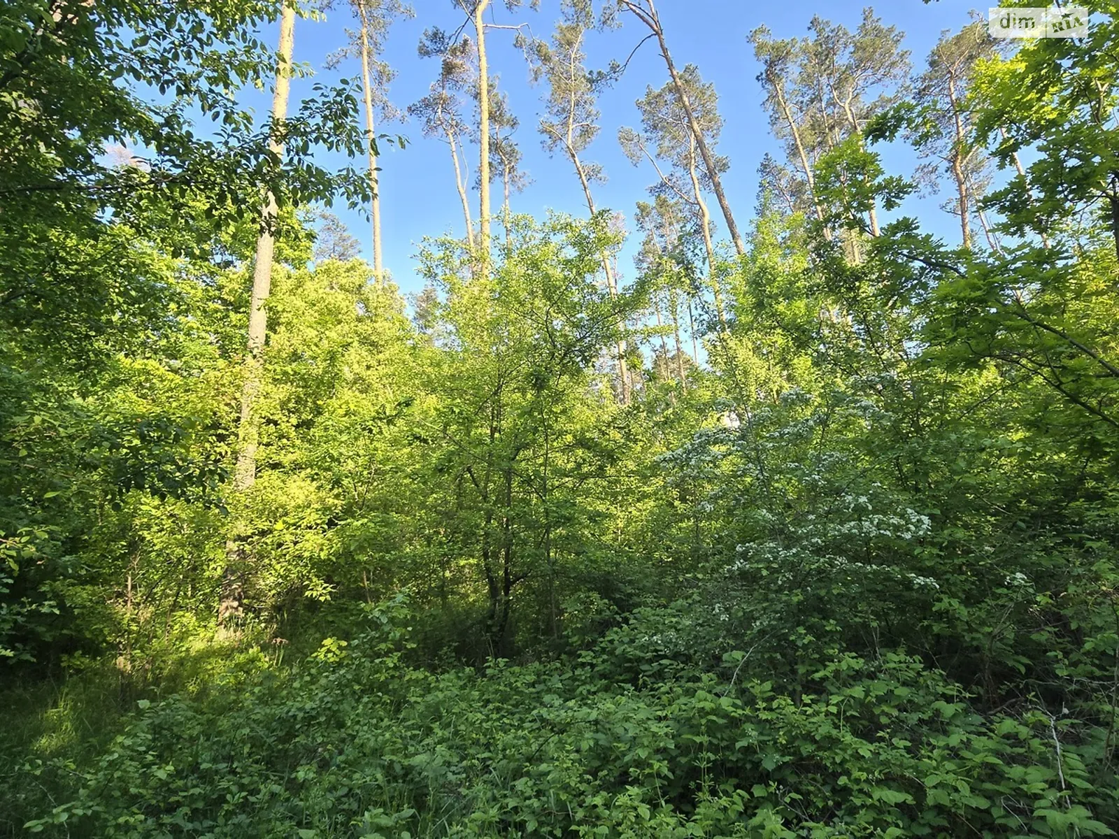 Продается земельный участок 10 соток в Житомирской области, цена: 4000 $ - фото 1