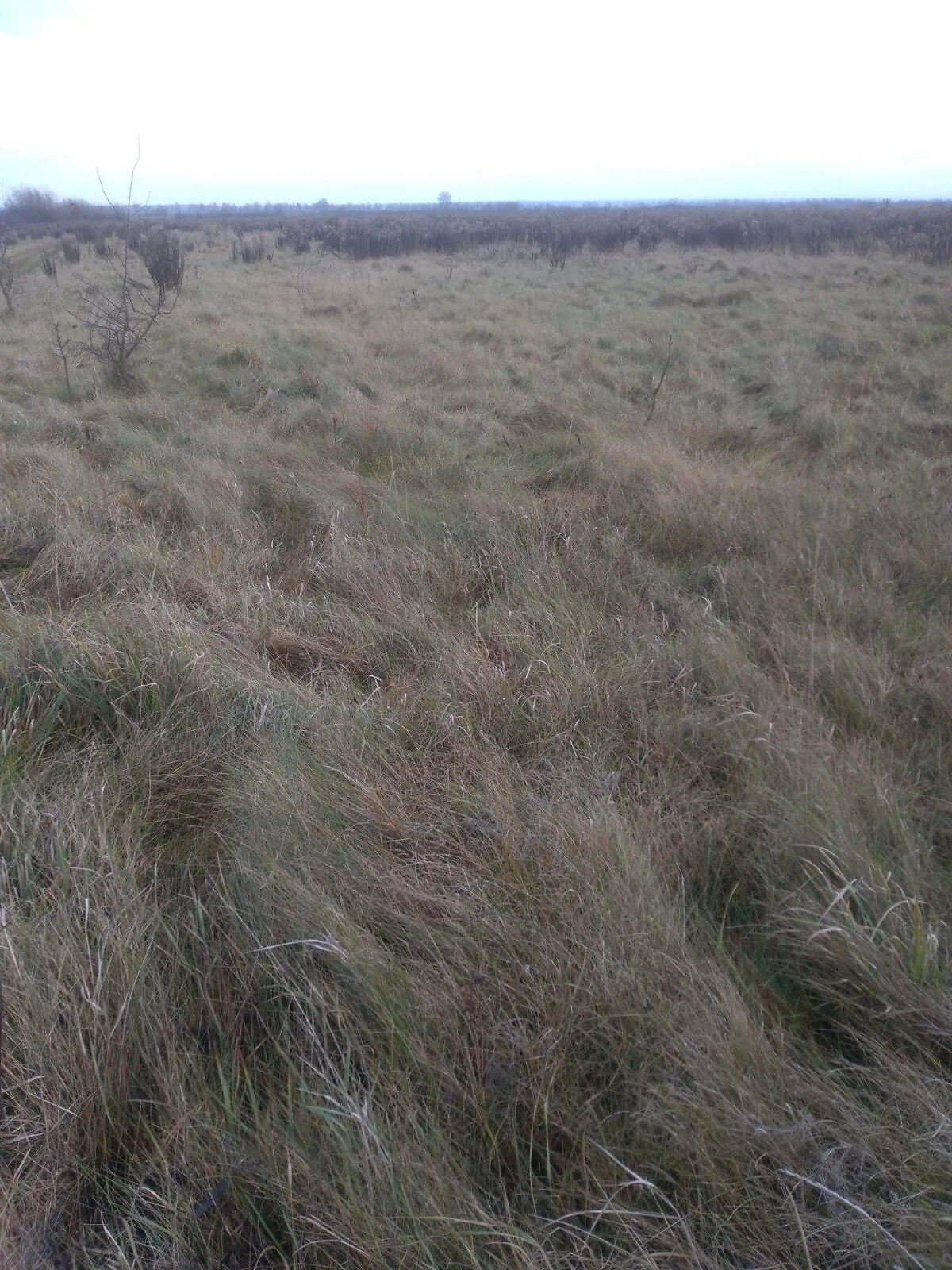 Сдается в аренду земельный участок 7.588 соток в  области, цена: 19296 грн - фото 1