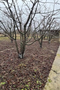 Куплю земельный участок в Ямполе без посредников