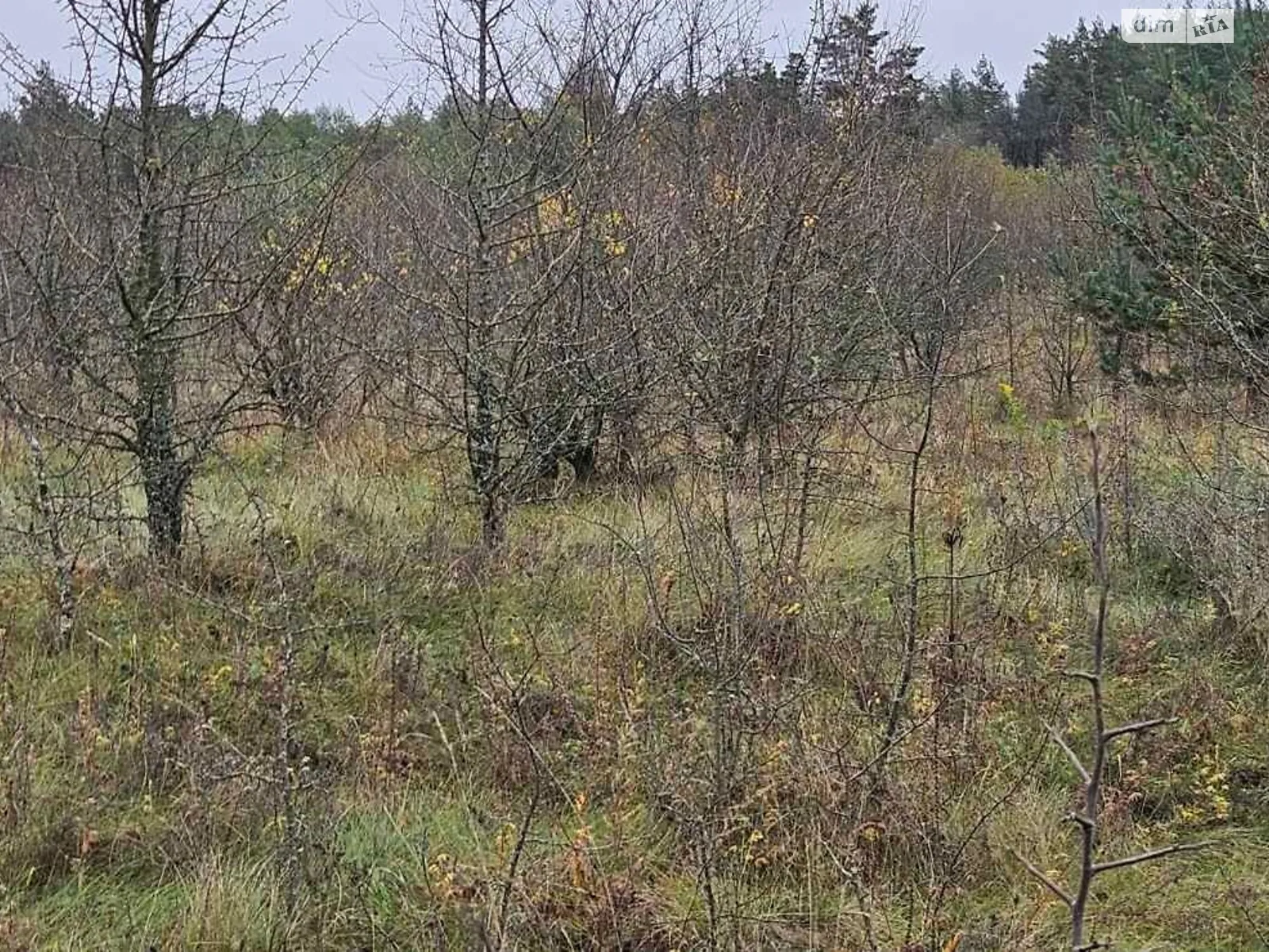 Сдается в аренду земельный участок 10.6957 соток в Житомирской области, цена: 46551 грн - фото 1