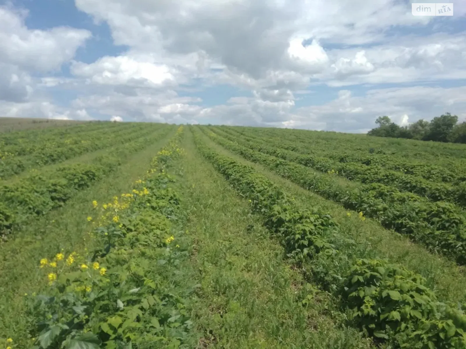 Продается земельный участок 600 соток в Кировоградской области, цена: 30000 $ - фото 1