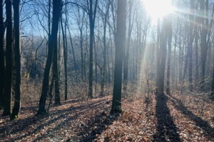 Продаж ділянки під житлову забудову, Вінницька, Щітки, Богдана Хмельницького вулиця
