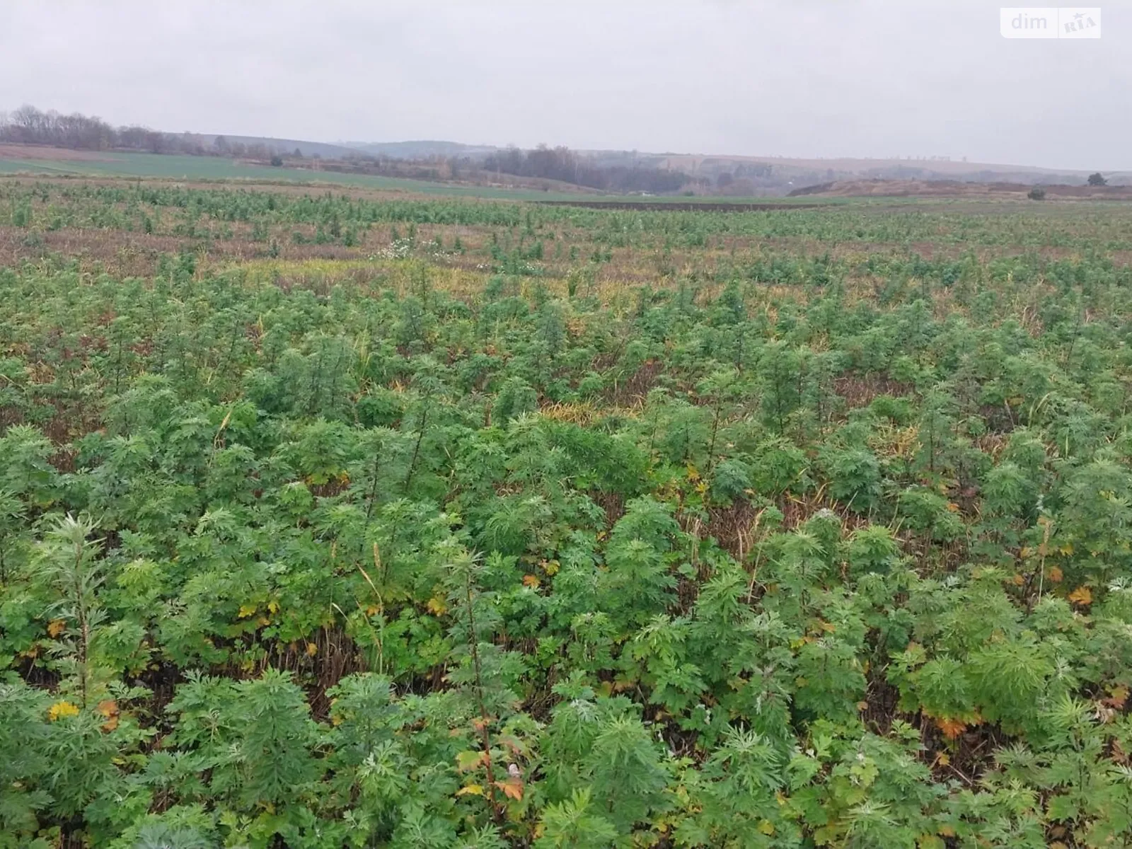 Дворец, цена: 24652 грн - фото 1