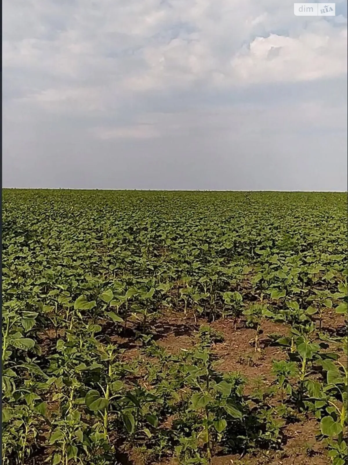 Шатовка, цена: 44197 грн - фото 1