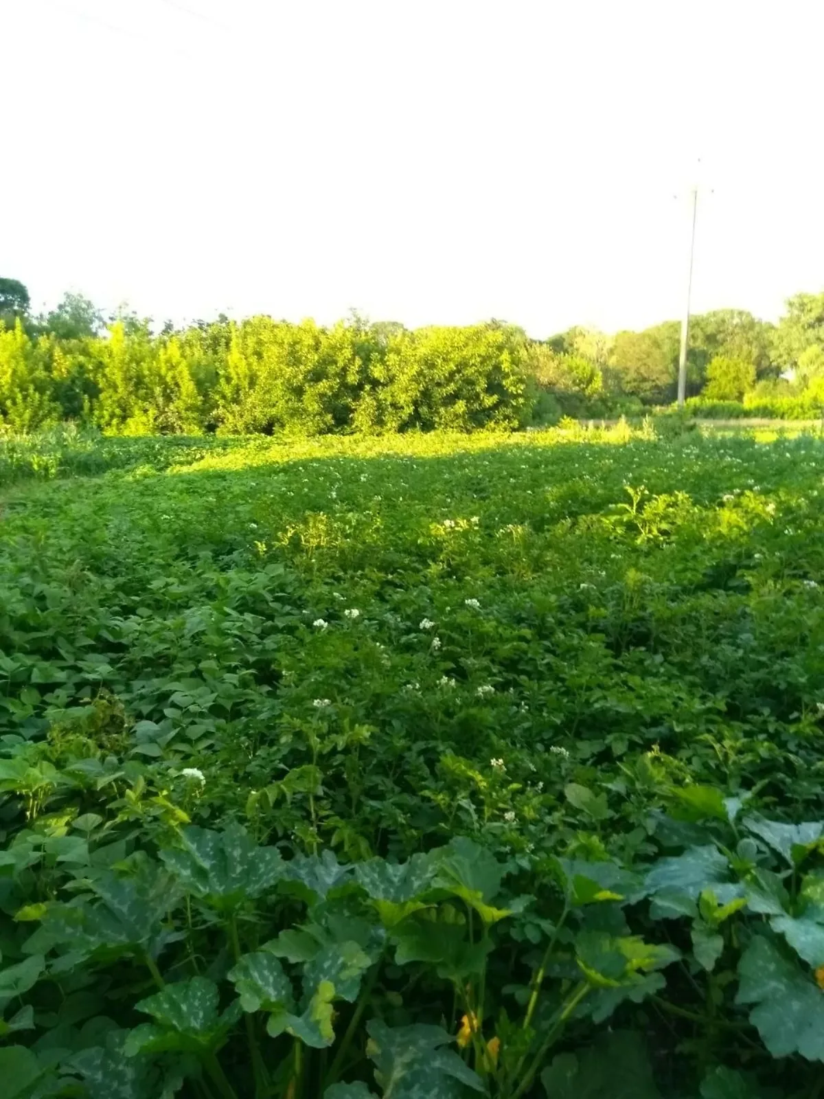 Продается земельный участок 50 соток в Хмельницкой области, цена: 12000 $ - фото 1