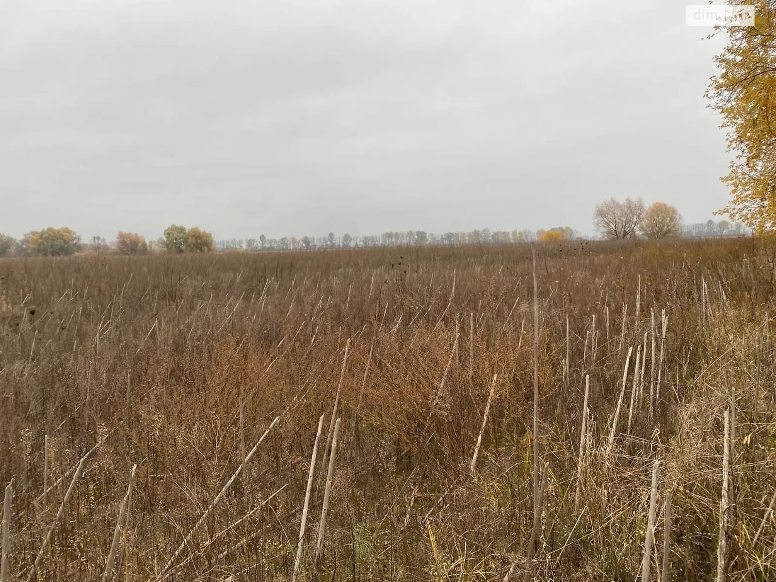 Сдается в аренду земельный участок 4.1281 соток в Черниговской области, цена: 10456 грн - фото 1