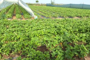 Купить землю под застройку в Николаевской области