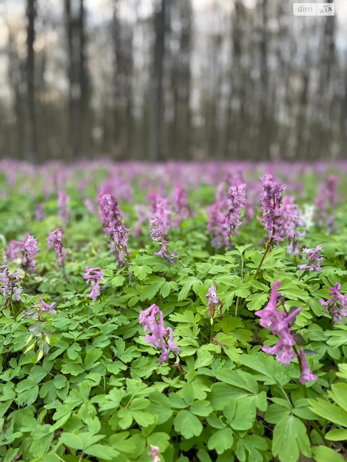 Продается земельный участок 82 соток в Винницкой области, цена: 200000 $ - фото 1