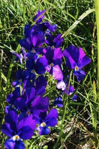 Продажа участка под жилую застройку, Закарпатская, Великие Лазы, мікрорайон Горяни