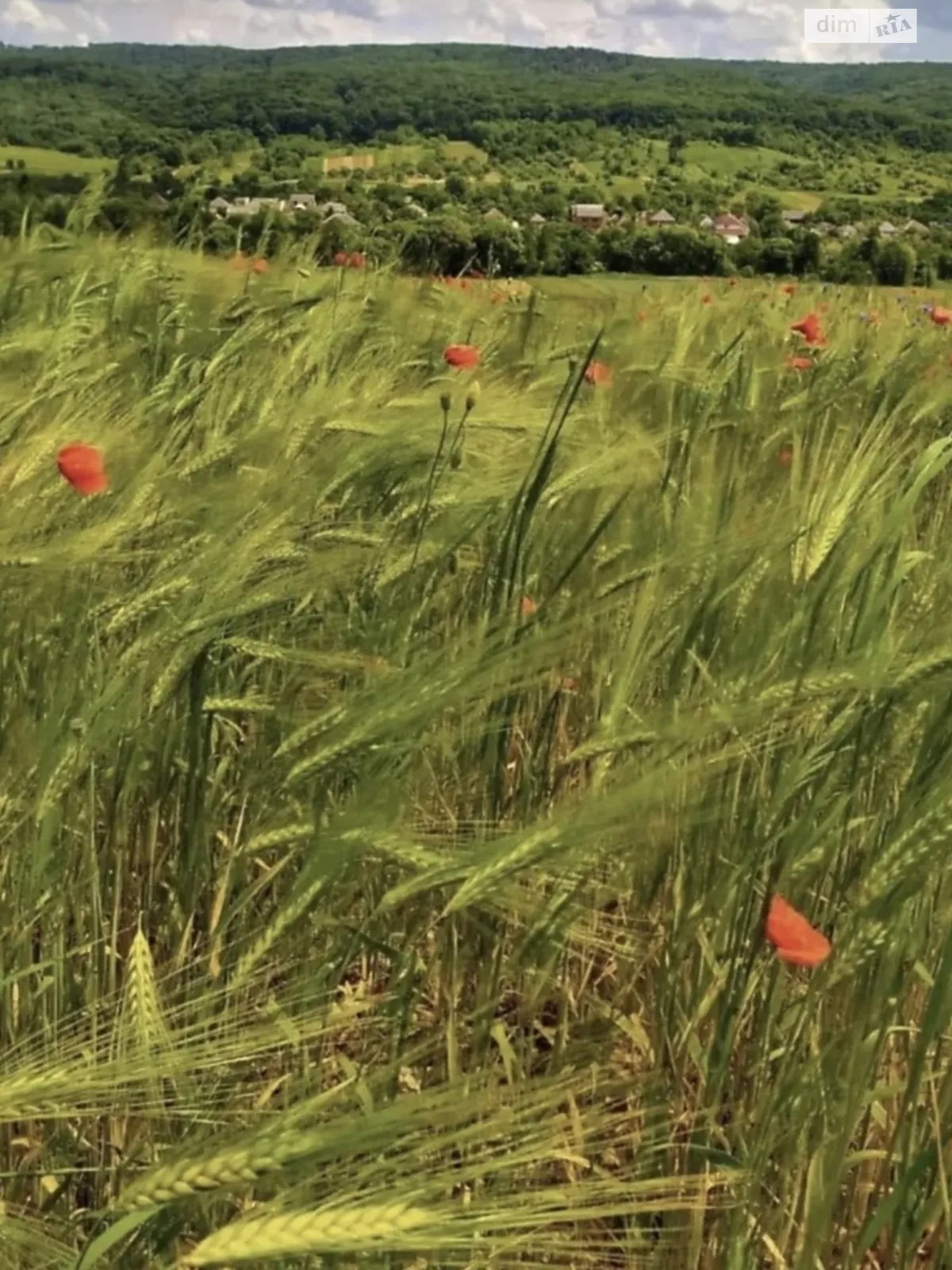 Продается земельный участок 16.86 соток в Закарпатской области, цена: 16000 $ - фото 1