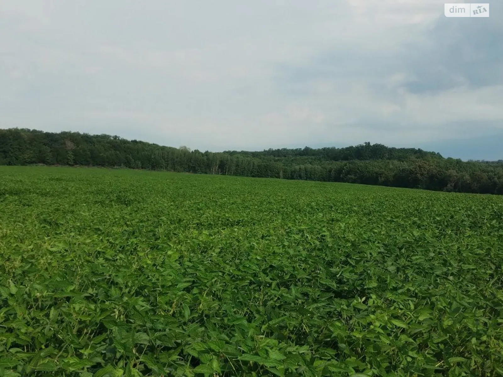 Сдается в аренду земельный участок 20 соток в Винницкой области, цена: 39412 грн - фото 1