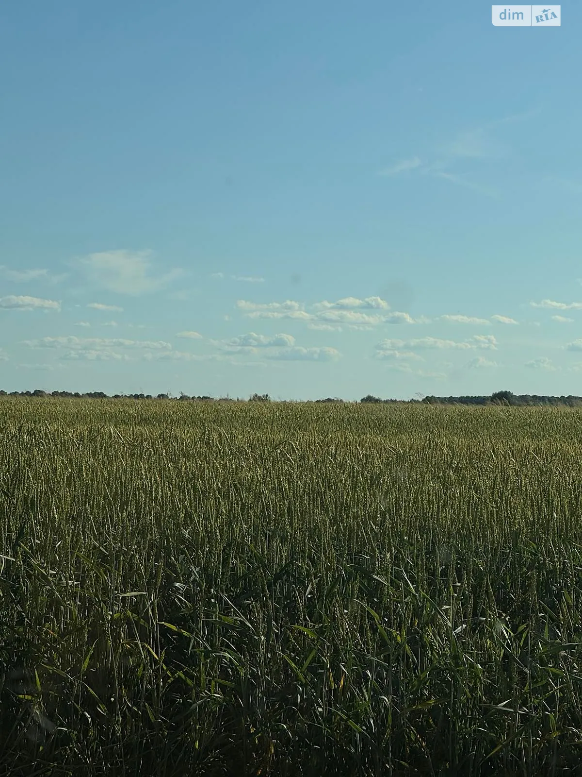 Продается земельный участок 1.1901 соток в Черниговской области, цена: 68000 грн - фото 1