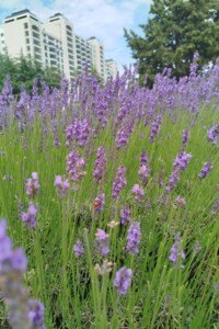 Купить землю под застройку в Полтавской области