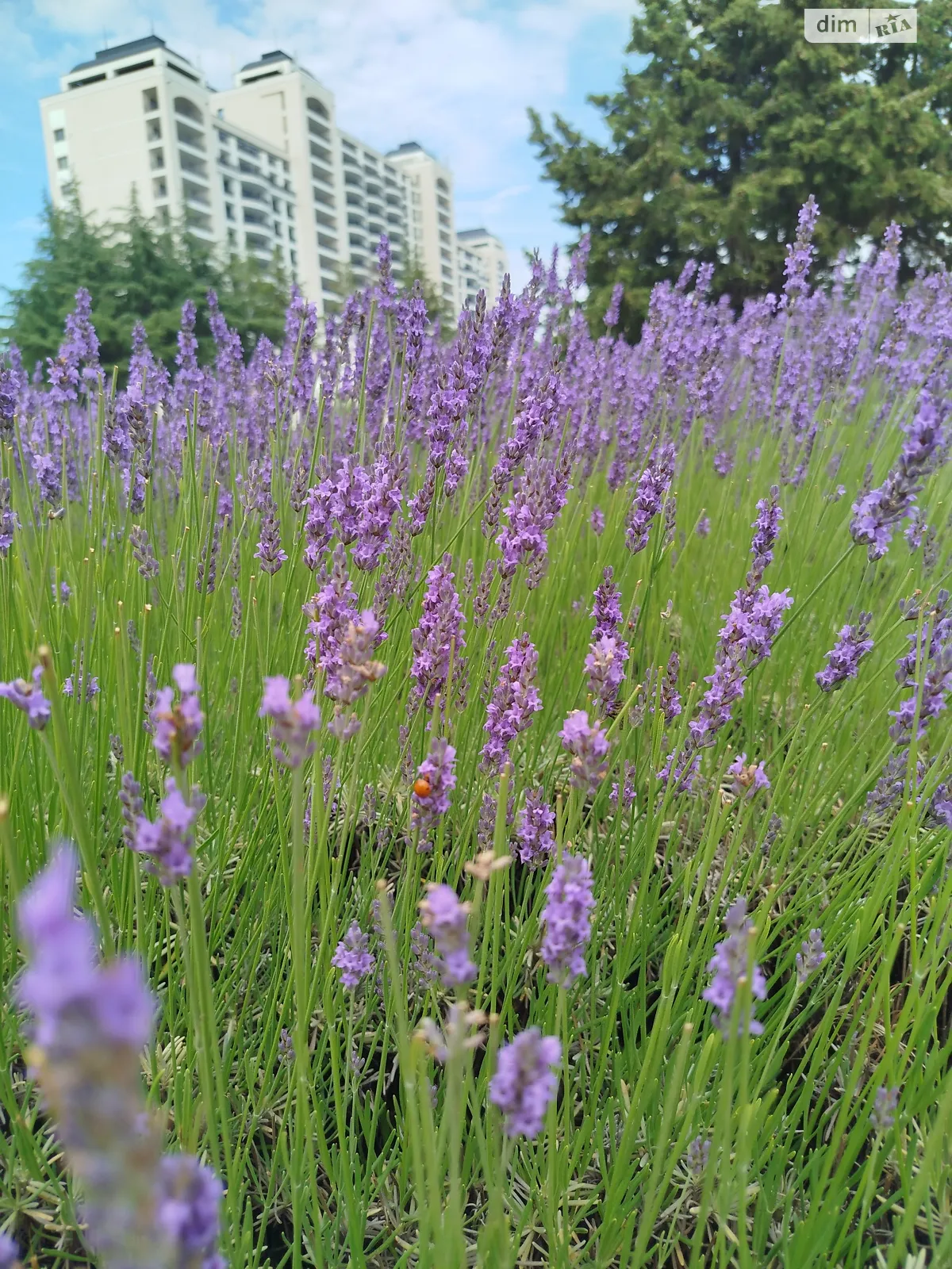 Манилівське, цена: 20160 $ - фото 1