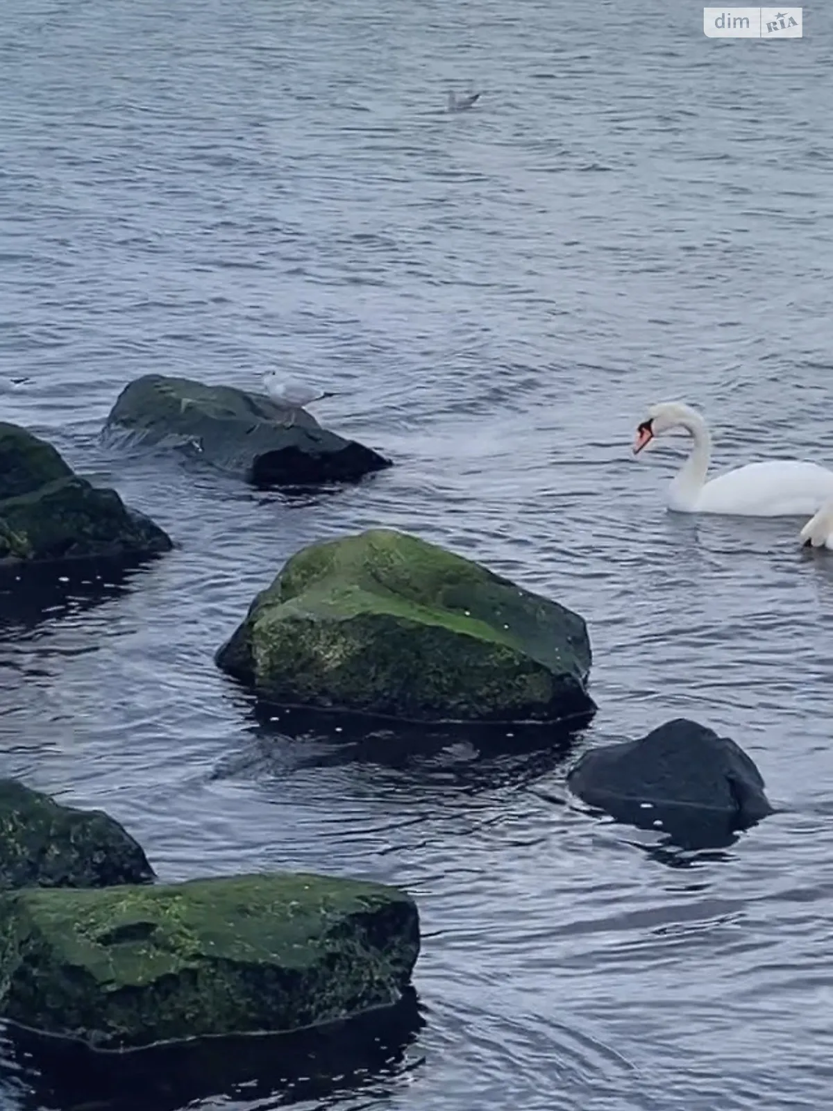 Продается земельный участок 1.8 соток в Одесской области, цена: 25000 $ - фото 1