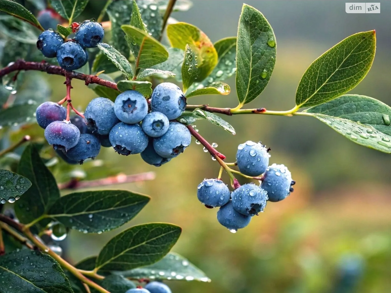 Продается земельный участок 64 соток в Черниговской области, цена: 25000 $ - фото 1