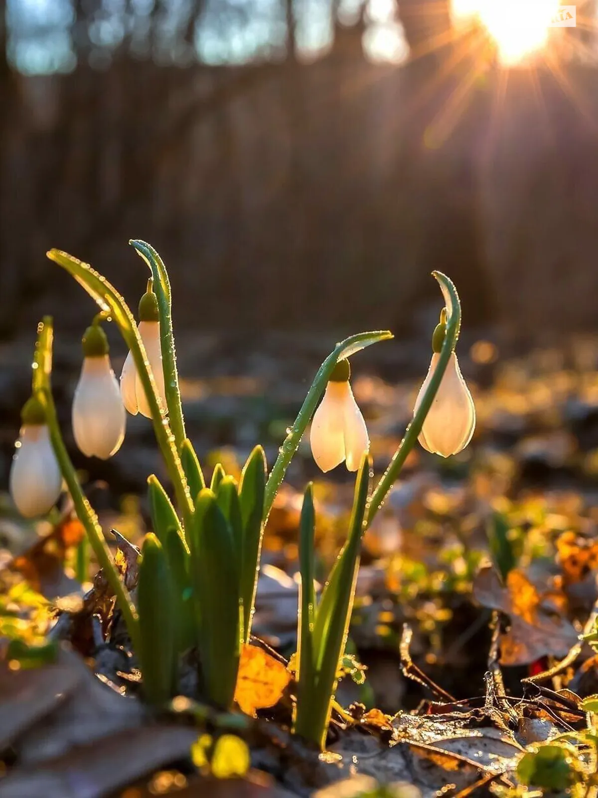 Новоселица (Перечин), цена: 12000 $ - фото 1