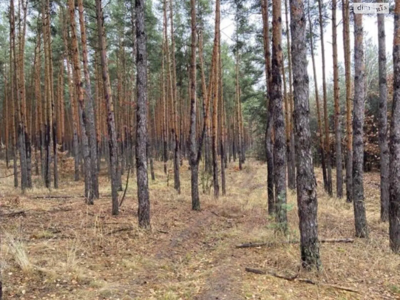 Козин (Обухов), цена: 500000 $ - фото 1