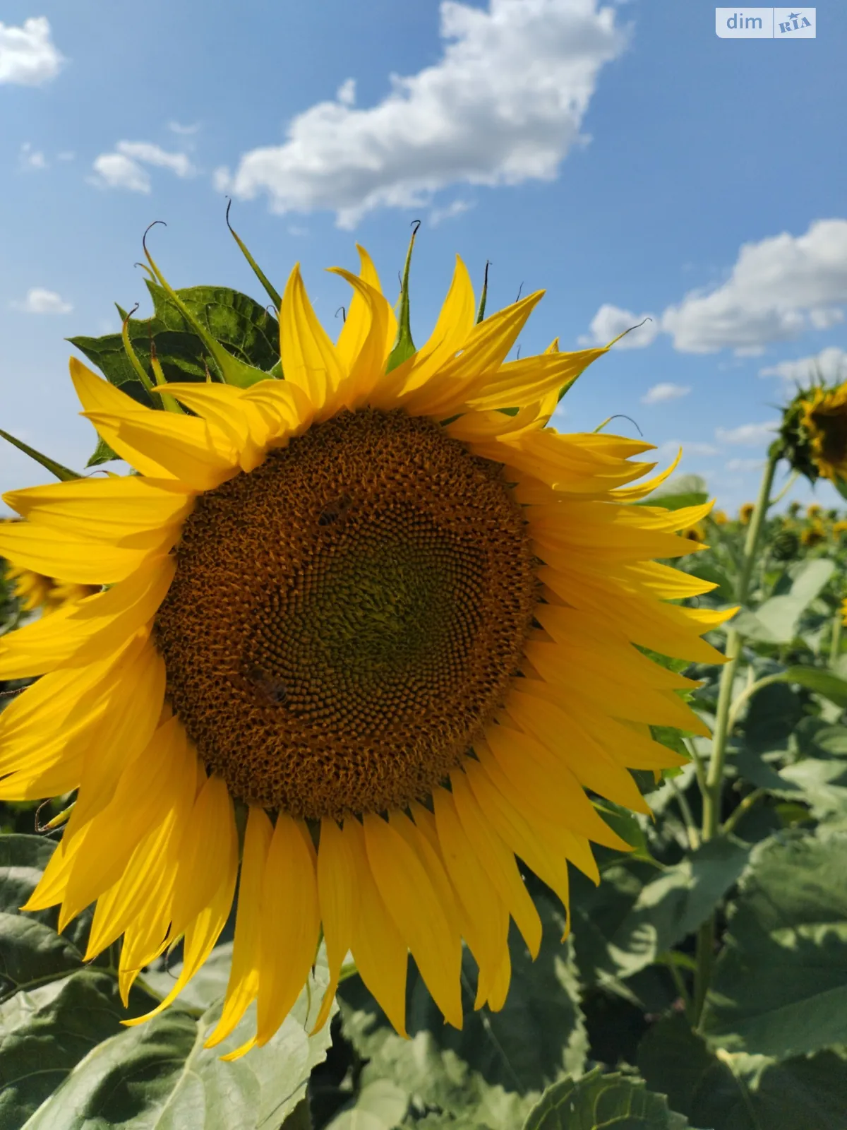 Новониколаевка, цена: 16082 $ - фото 1